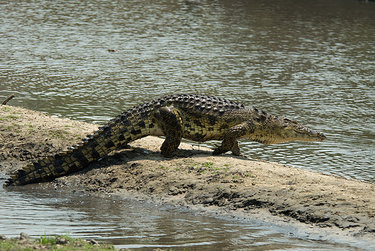 Nile Crocodile